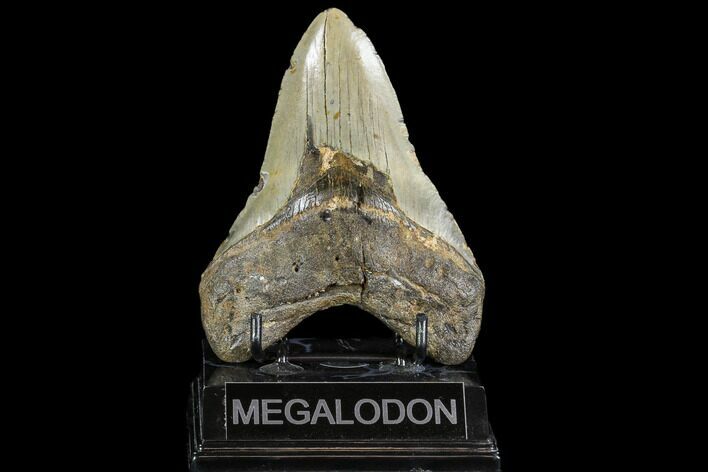 Large, Fossil Megalodon Tooth - North Carolina #108880